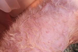 猫身上的痘痘是什么？（探究猫咪皮肤问题的成因和解决方法）
