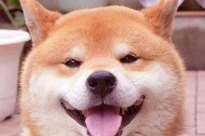 柴犬幼崽价格及纯种可信度分析（2000元能否买到一只纯种柴犬？价格与品质的关系解析）