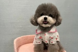 泰迪犬的价格与决定因素（揭秘泰迪犬的定价策略，从品种到血统一应俱全）
