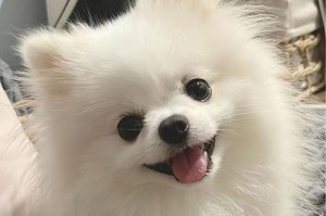 白色毛的狗狗（白色毛狗品种及其特点）