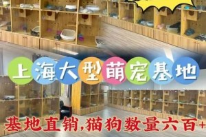 宠物猫的价格究竟是多少？（探寻宠物猫市场的价格波动和影响因素）