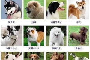 狗狗健康（从小型犬到大型犬，你需要知道的健康问题）