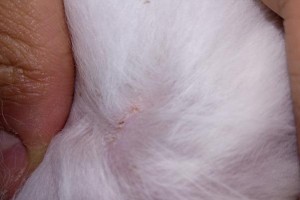 狗皮肤内寄生虫的研究——探索真相（揭开狗皮肤内寄生虫的神秘面纱，了解其危害与防治措施）