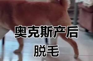 狗狗掉毛期间持续时间与解决措施（探究狗狗掉毛期间的持续时间和如何采取合适的措施解决脱毛困扰）