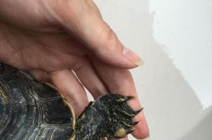 轻松学会辨别乌龟公母的4招（用简单方法快速辨认乌龟性别，让你一看就懂）