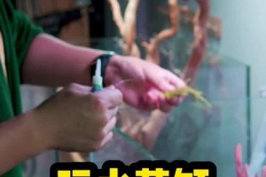 新缸养鱼的注意事项（打造舒适的鱼缸生活空间）