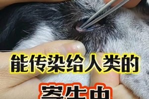 狗狗身上的寄生虫及其传染途径（了解狗狗身上的寄生虫对健康的影响）