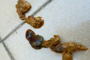 狗狗饭后多久大便？（了解狗狗排便的时间规律）