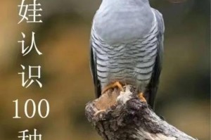 布谷鸟的离奇消失之谜（小麦收割后，布谷鸟飞向何处？）
