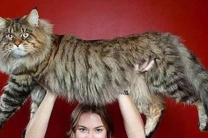 探讨具有攻击性的猫的品种与行为特点（探索猫类中攻击性较高的品种与原因）