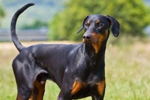 泰迪犬断尾的最佳时机（狗主人需了解的泰迪犬断尾时间选择）