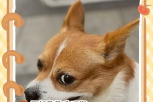 揭秘狗狗的生理期（狗狗生理期症状及如何应对）