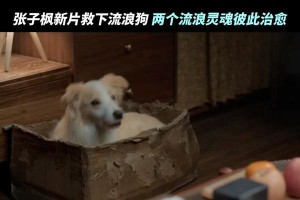 狗与影院情缘（热爱狗的人必看！这些与狗有关的电影让你哭笑不得）