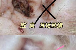 狗狗耳螨的症状及治疗（了解狗狗耳螨的常见症状，保护你的宠物免受困扰）