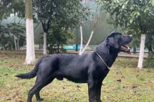 拉布拉多名犬——宠物界的明星（聪明可爱的拉布拉多，你真了解吗？）