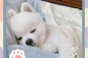 狗狗月经周期及注意事项（了解狗狗月经周期，细心呵护您的宠物）