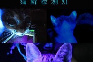 宠物刮片检测的重要性（了解宠物健康的关键一步）