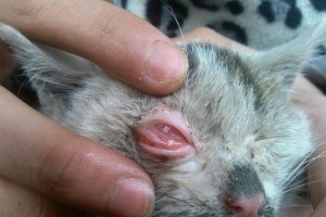 猫眼睛问题（探讨猫眼睛问题的常见原因和解决方案）