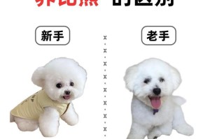 比熊犬的成熟期是多久？（了解比熊犬的生长和发育过程）