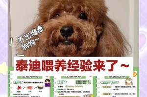 泰迪喂食指南（注意泰迪喂食的每个阶段，营养健康成长）