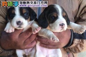 如何正确为比格犬驱虫（宠物健康必备，养护不可忽视）