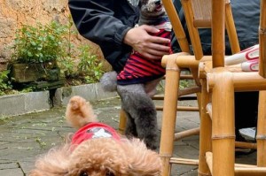 如何为幼犬做好准备（幼犬生活所需品一览）