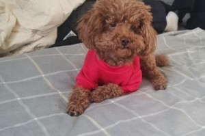 了解纯种与杂交泰迪，选择合适的宠物伙伴（纯种泰迪的价格及如何辨别纯种与杂交泰迪）