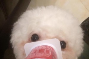 酸奶与幼犬的健康关系（幼犬能否食用酸奶？了解酸奶的益处和注意事项）