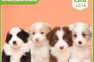 探索上海犬业的繁荣与发展（从传统到现代，探索上海犬业的多样魅力）