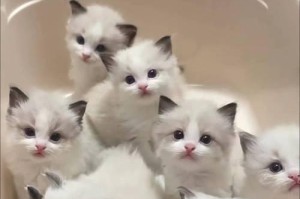 为什么养布偶猫的人那么少？（布偶猫的缺点及其影响）