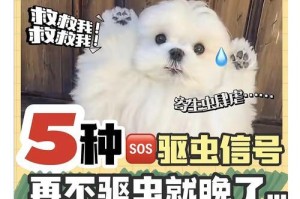 狗驱虫后的反应与时间（了解狗驱虫后的反应是保护宠物健康的关键）