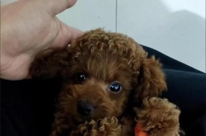 泰迪肚子是什么样子的？（探秘泰迪犬的肚子特征）