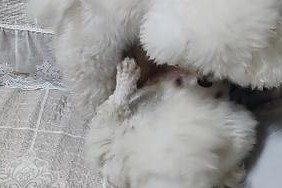 幼犬为什么会打架？（探索幼犬打架行为的原因与解决方法）