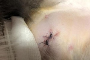 猫尾巴流血了多久才算好？（寻找治疗猫尾巴流血的最佳方法）