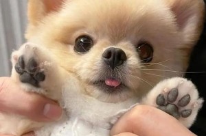 博美怀孕期间洗澡的注意事项（洗澡频率、水温和保持干燥的重要性）