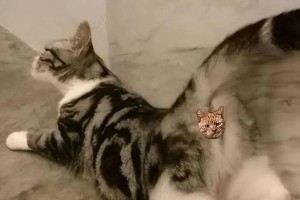 猫的配种注意事项（保证猫咪健康的关键）