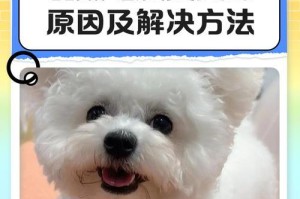 比熊毛的生长周期及维护方法（探索比熊毛的生长速度，为您的宠物打造美丽蓬松的毛发）