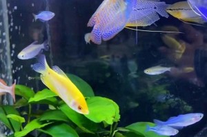 银龙鱼混养（鱼类之间的相互关系与争斗问题解析）