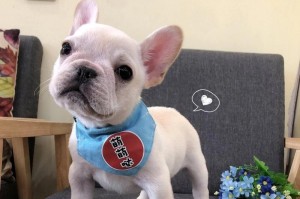 以法斗的优点（探索法斗独特的品质和特点）