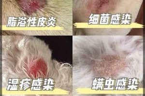 狗狗抗生素的使用时长及注意事项（了解狗狗抗生素的使用时长和使用前的考虑事项）