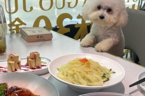 宠物的饮食习惯与养护（宠物的饮食需要根据品种和年龄进行科学搭配）