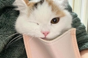 可爱的猫咪（猫咪是最好的伴侣——探秘猫咪为什么如此乖巧粘人）