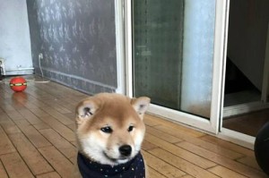 为什么要选择双血统的柴犬？（双血统柴犬和无血统柴犬的区别及优势）