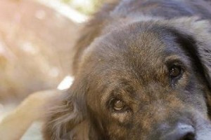让你的爱犬克服恐惧感——治疗狗狗恐惧症的方法（以宠物为主，帮助狗狗克服恐惧，建立互信关系）
