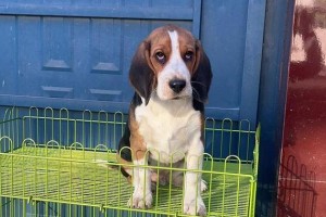 比格犬的体型标准及特征剖析（了解比格犬的身高范围和体型特征，选择适合自己的宠物伙伴）