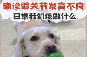 狗的髋关节问题（宠物犬髋关节疾病的常见症状及如何进行治疗）