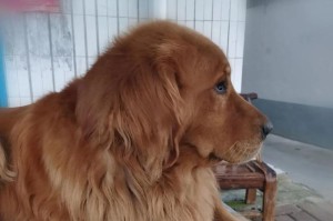 狗狗奢华生活的6种高消费品，你想都想不到（挖掘狗狗奢华生活的秘密，看看这些意想不到的狗狗高消费）