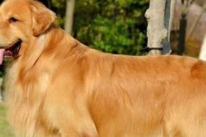 金毛犬为什么掉毛？（探究金毛犬掉毛的原因、寻找有效防止掉毛的方法）