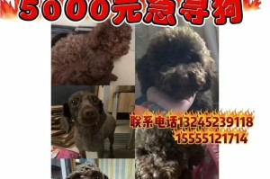 母泰迪的月经周期及持续时间（了解母泰迪月经周期是为了更好地照顾它们的健康）