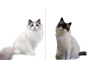 布偶猫市场行情详解（布偶猫价格高不高，了解一下！）